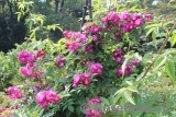 Perennial Blue