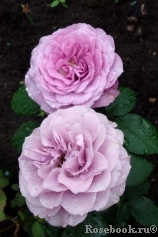 Lavender Ice Lavender Ice