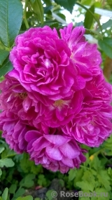 Perennial Blue