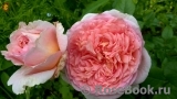 Abraham Darby Abraham Darby