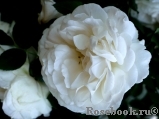 Kosmos Kosmos