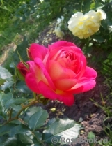 Midsummer Midsummer