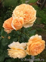 Crown Princess Margareta® Crown Princess Margareta®