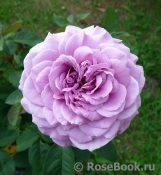 Lavender Ice Lavender Ice