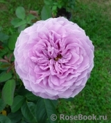 Lavender Ice Lavender Ice