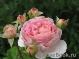 Abraham Darby Abraham Darby