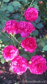 Darcey Bussell Darcey Bussell