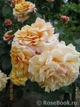 Caramella Caramella