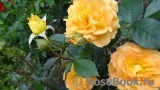 Goldelse Goldelse