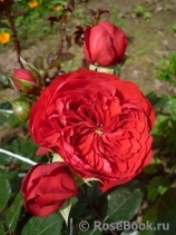 Florentina - Florentina -