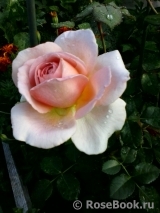 Abraham Darby Abraham Darby
