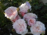 Antique Rose Antique Rose
