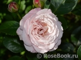 Kordes' Rosenfaszination ® Kordes' Rosenfaszination ®