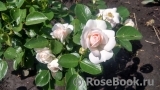 Aspirin Rose Aspirin Rose