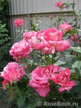 Rose Gaujard Rose Gaujard