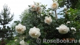 Crocus Rose® Crocus Rose®