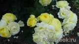 Golden Border Golden Border