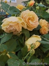 Golden Celebration® Golden Celebration®