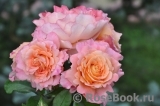 Augusta Luise Augusta Luise