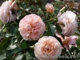 Sangerhauser Jubilaumsrose Sangerhauser Jubilaumsrose