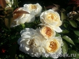 Lions Rose Lions Rose