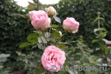 Biedermeier Biedermeier