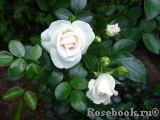 Aspirin Rose Aspirin Rose