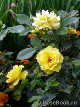 Friesia Friesia
