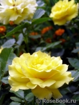 Friesia Friesia