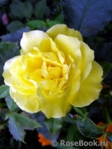 Friesia Friesia