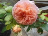 Abraham Darby Abraham Darby