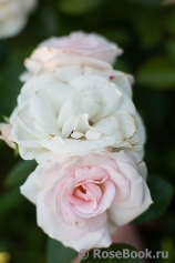 Aspirin Rose Aspirin Rose