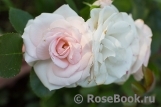 Aspirin Rose Aspirin Rose