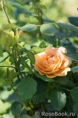 Golden Celebration® Golden Celebration®