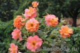 Westerland Westerland