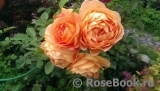 Lady of Shalott Lady of Shalott