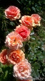 Ashram Ashram