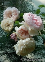 The Wedgwood Rose The Wedgwood Rose