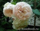 The Wedgwood Rose The Wedgwood Rose