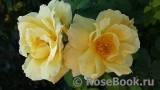 Topas Jewel Topas Jewel