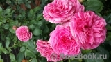Baronesse Baronesse