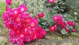 Fuchsia Meillandecor Fuchsia Meillandecor