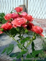 Cherry Girl ® Cherry Girl ®