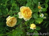 Golden Celebration® Golden Celebration®