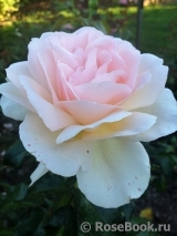 Chandos Beauty Chandos Beauty