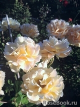 Garden Glory Garden Glory