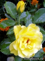 Friesia Friesia