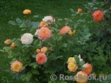 Gartenspass ® Gartenspass ®