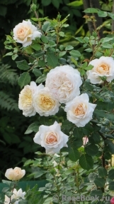 Crocus Rose® Crocus Rose®
