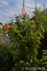Westerland Westerland